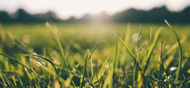 meadow-grass-sunshine-9056